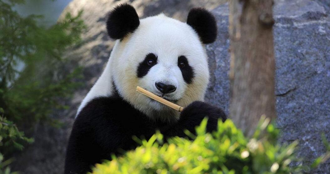 大熊猫成长记录短片
