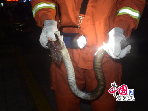 江西奉新县消防大队接到报警称:县人民医院四周一店肆内闯进一条1米多长的眼镜蛇